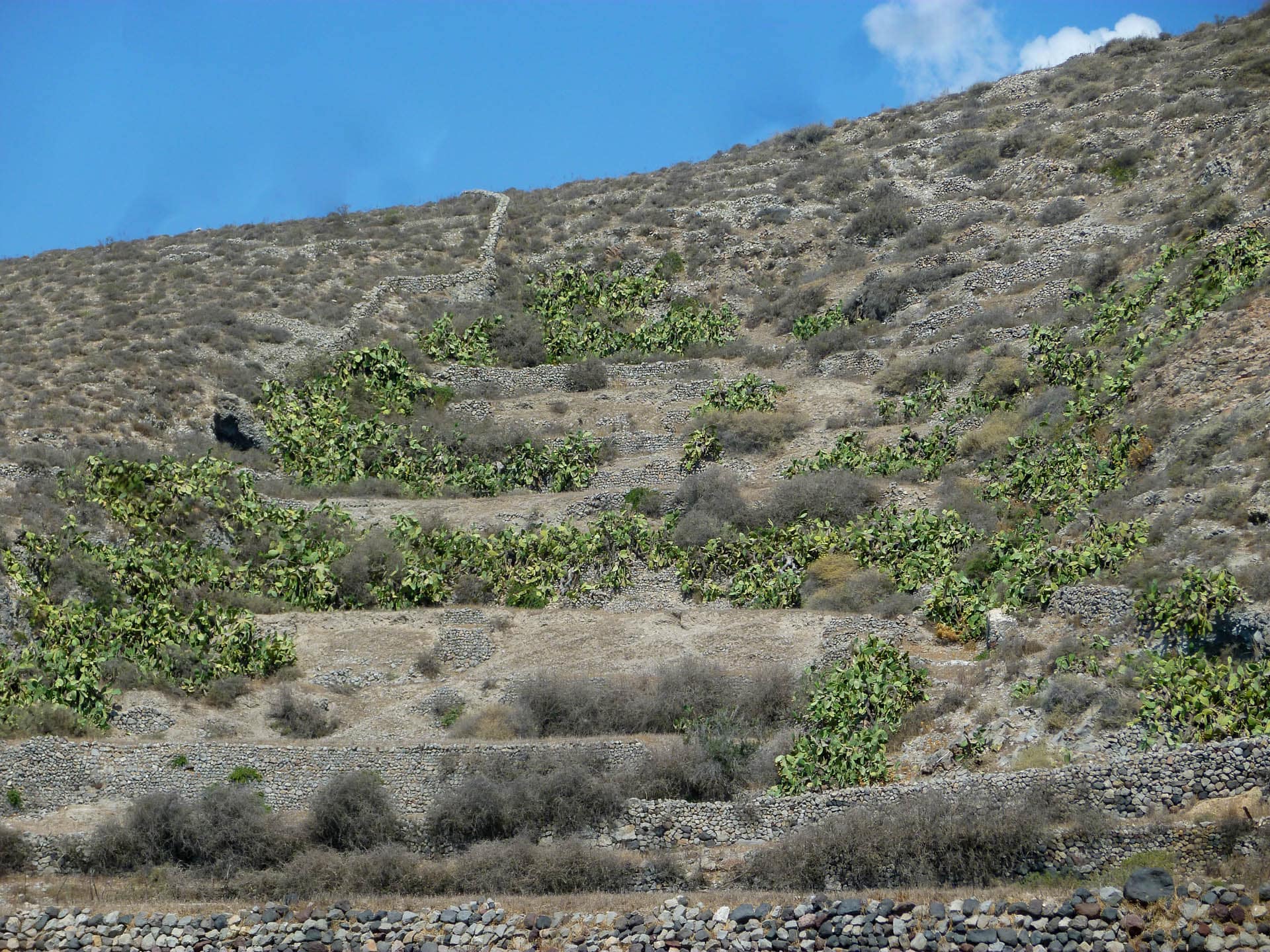 grapes on hillside