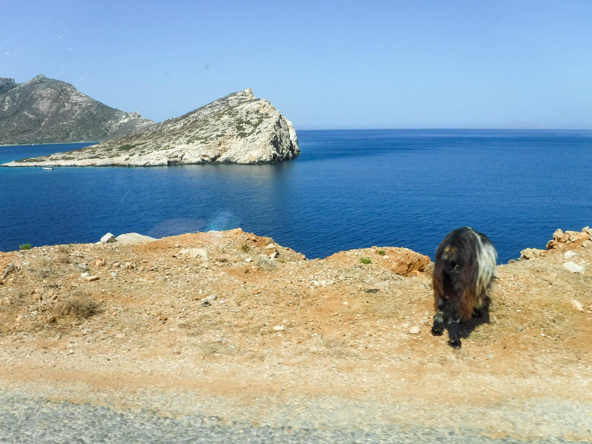 Amorgos road with goat