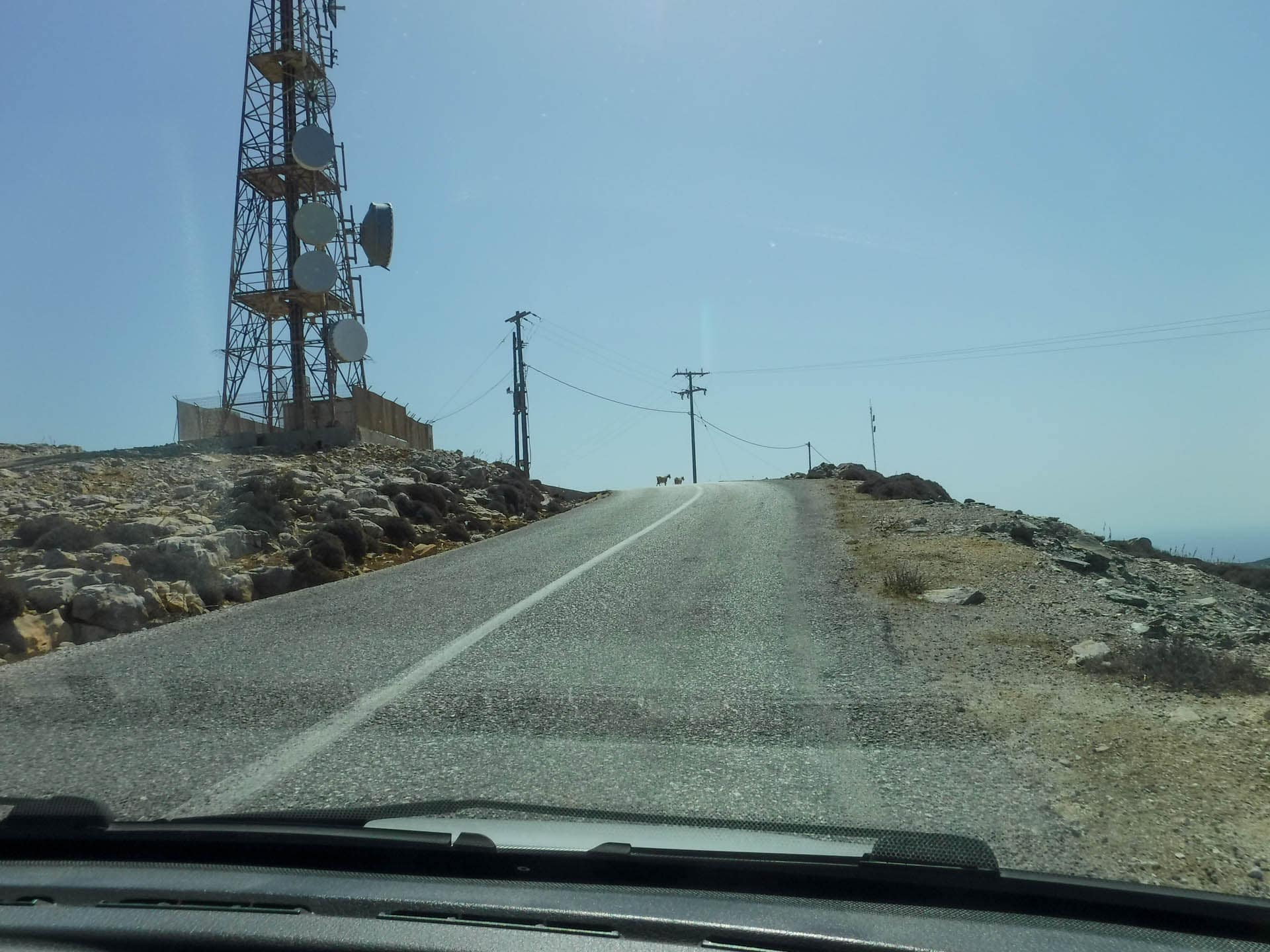 goat in road