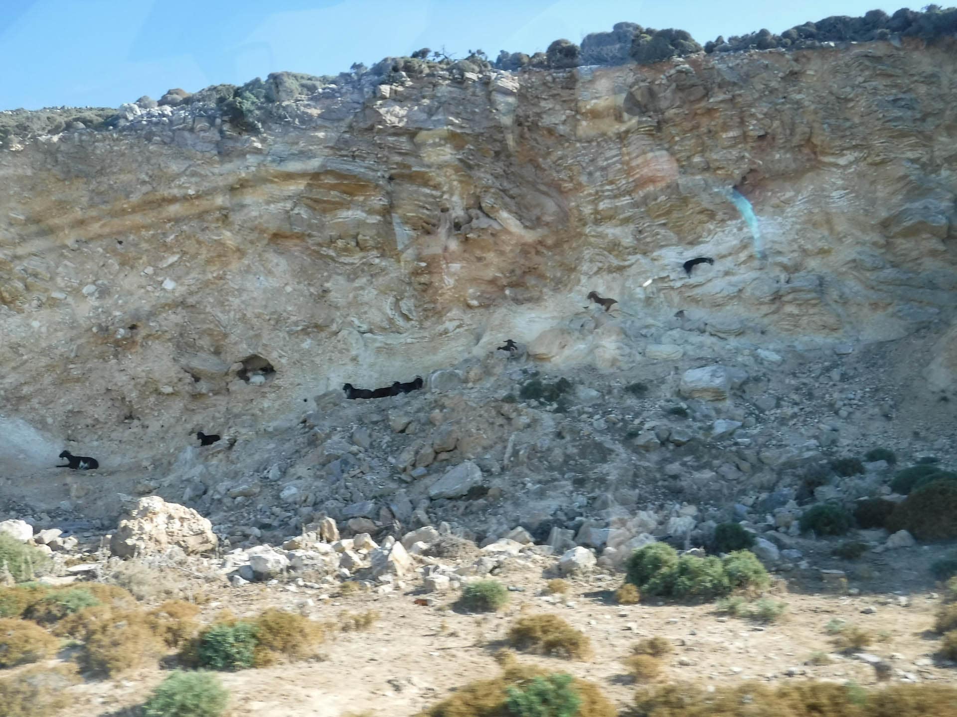 goats on cliff