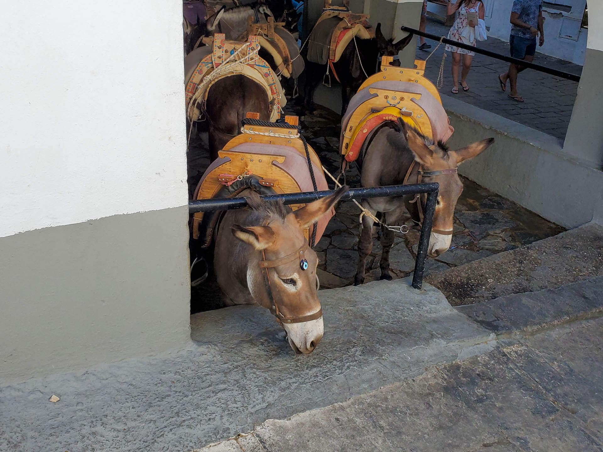 donkeys