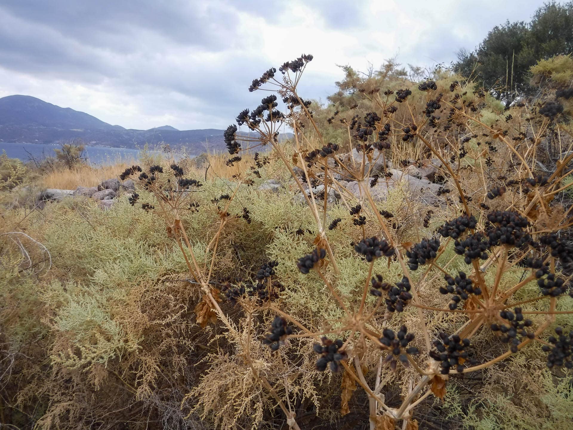 plants on hillside