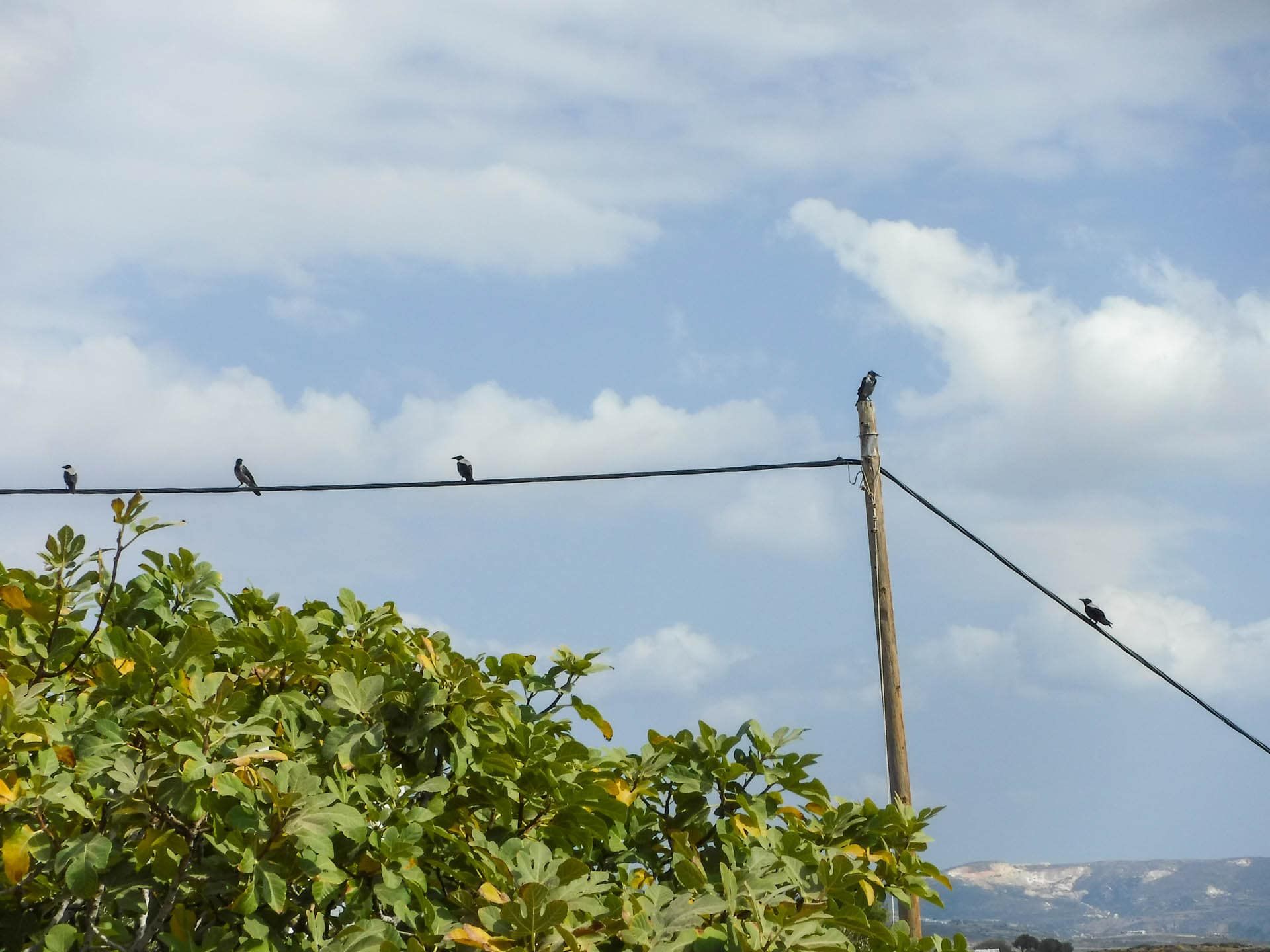 crows