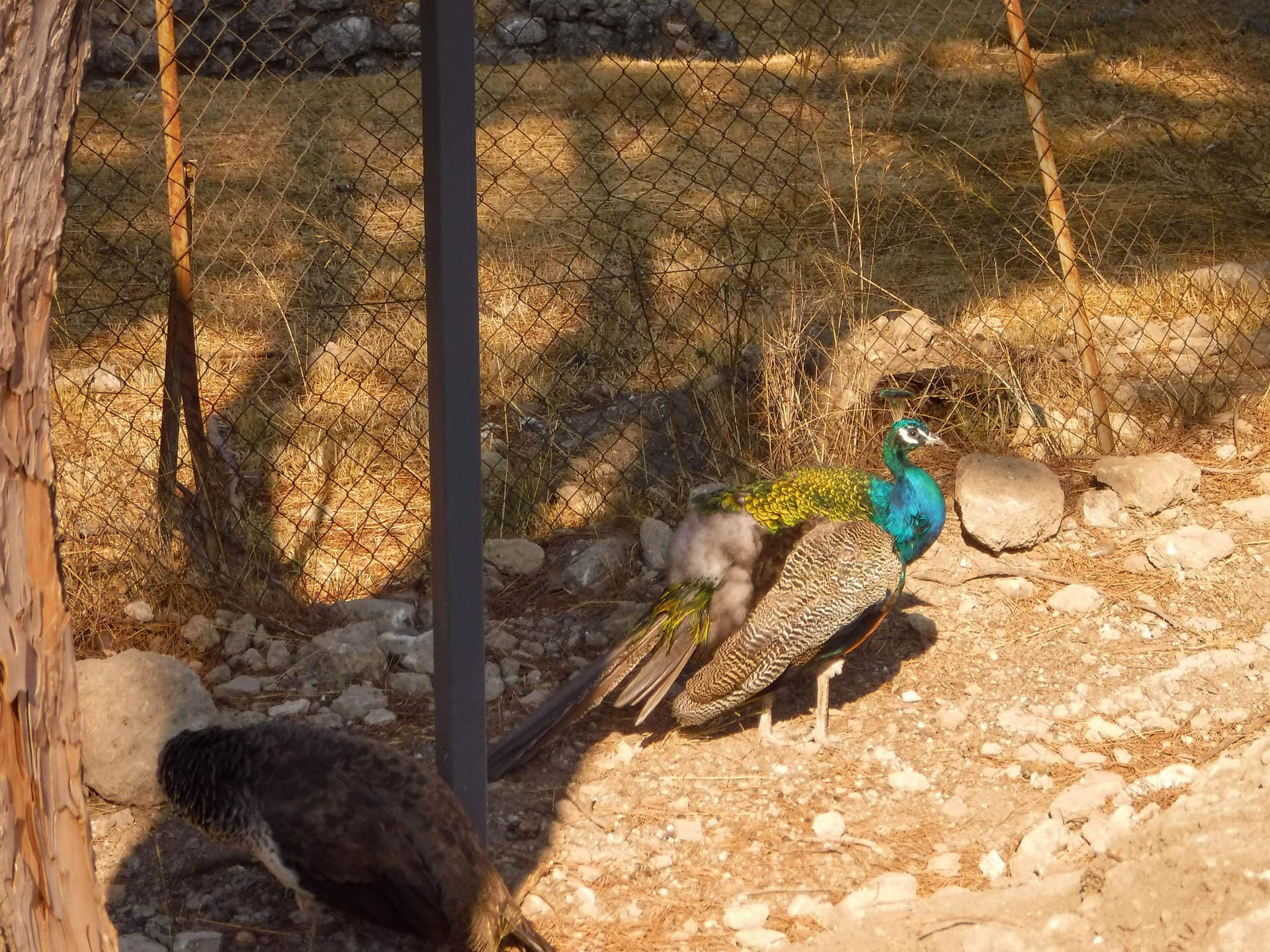 peacock at Filerimos