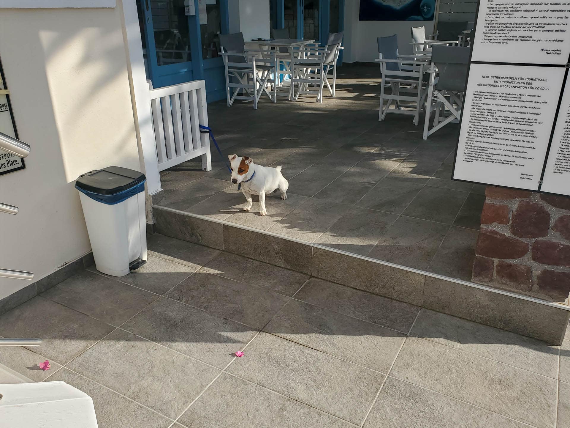 Milo the dog