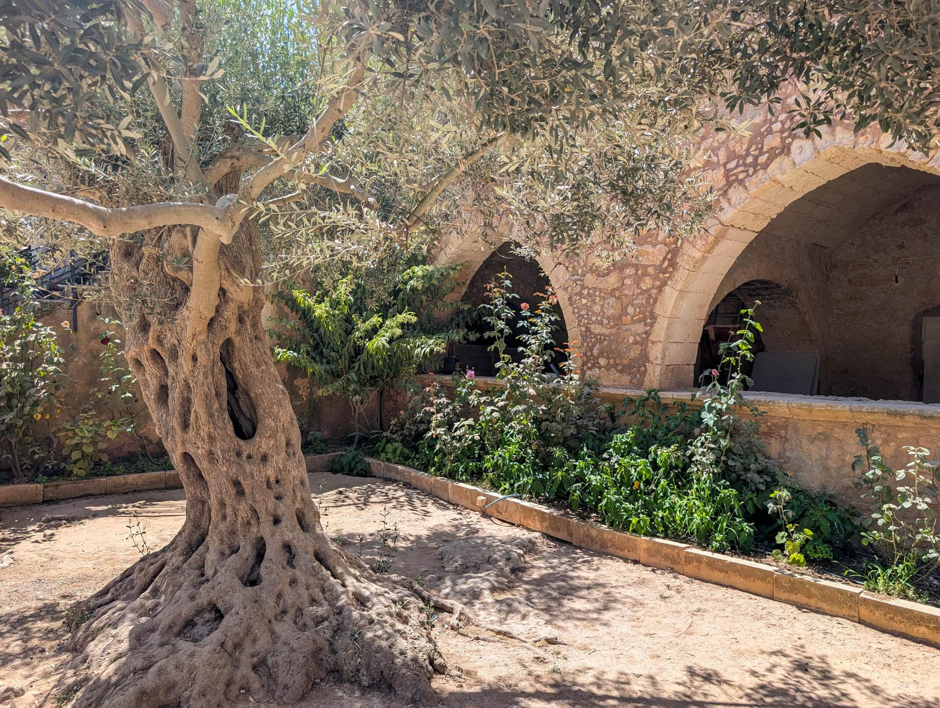 old olive tree