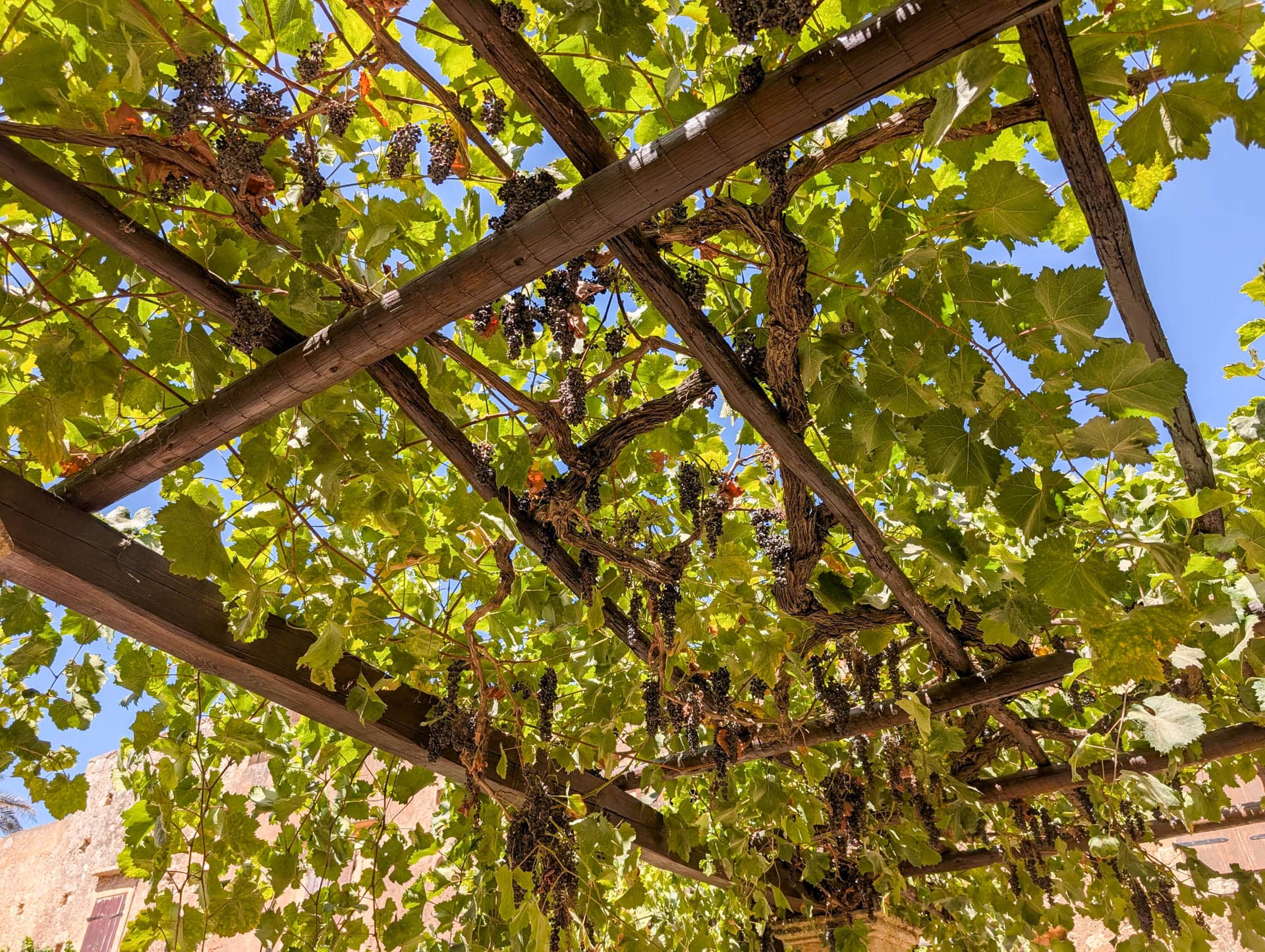 grape vine