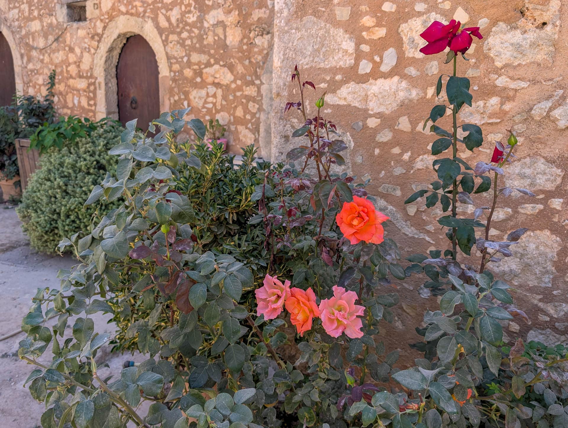 rose bushes