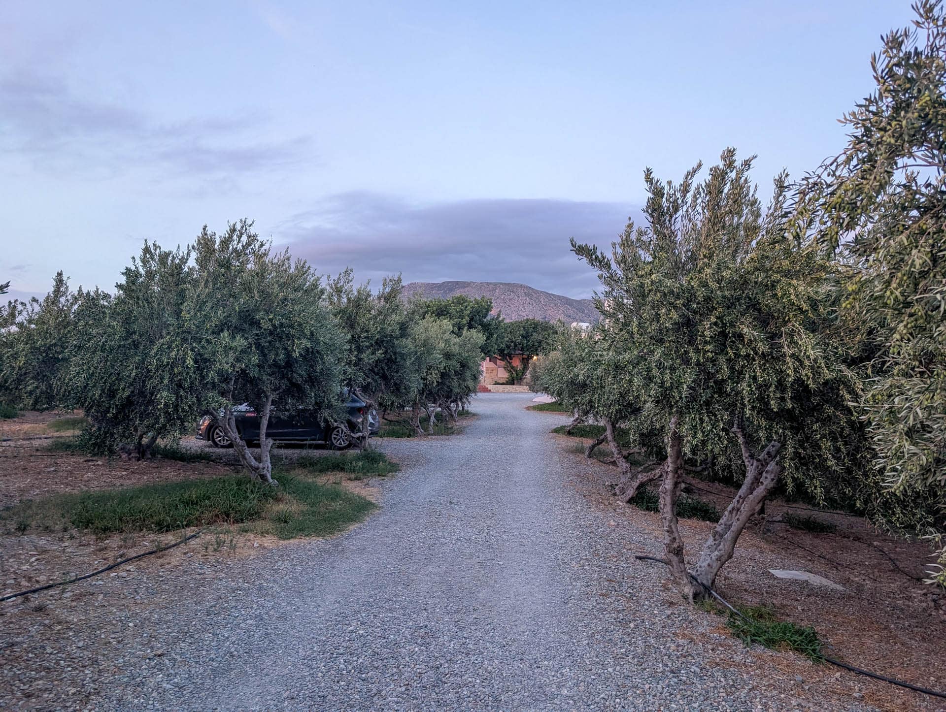 drive through olive grove