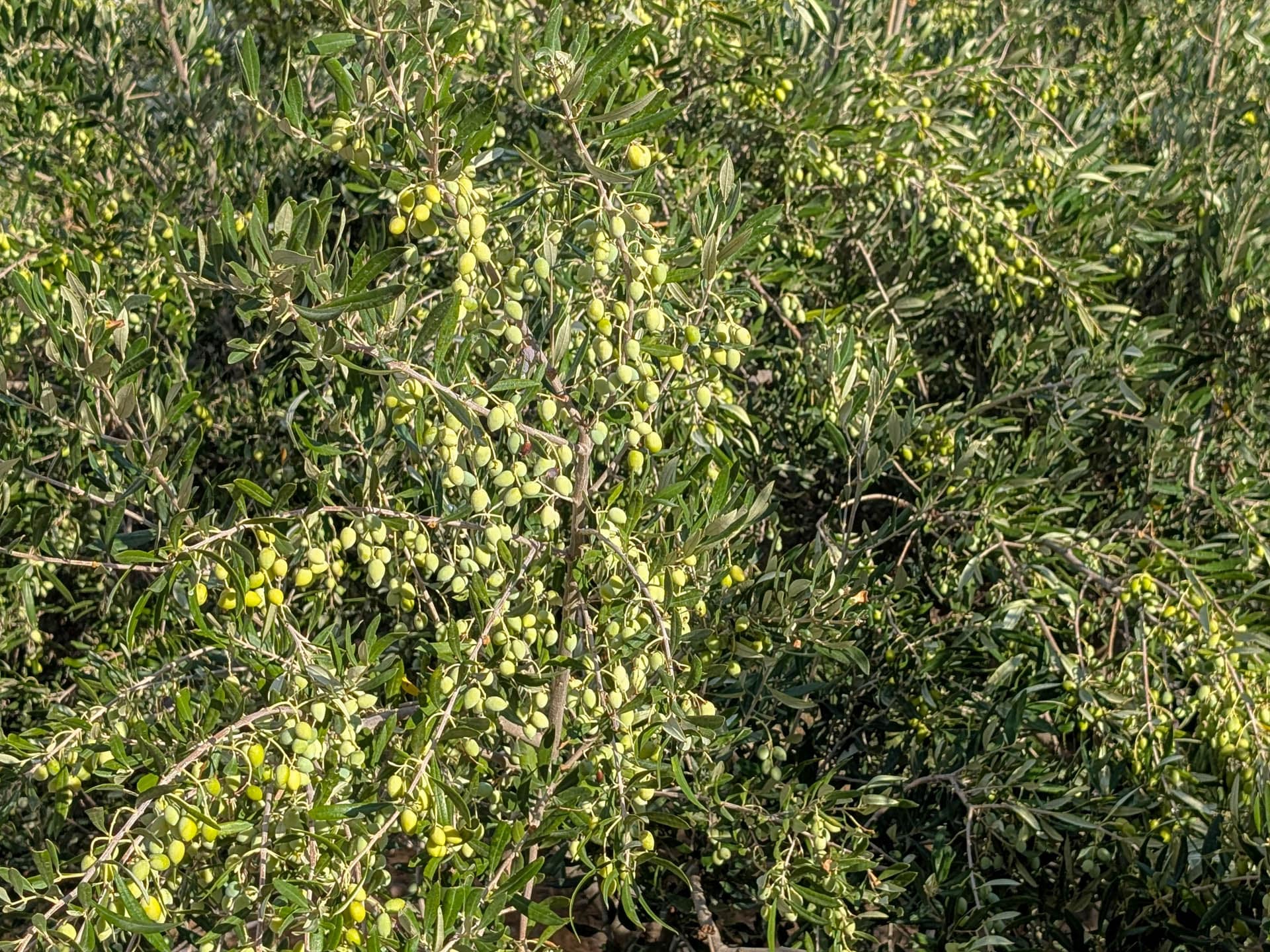 olives on tree