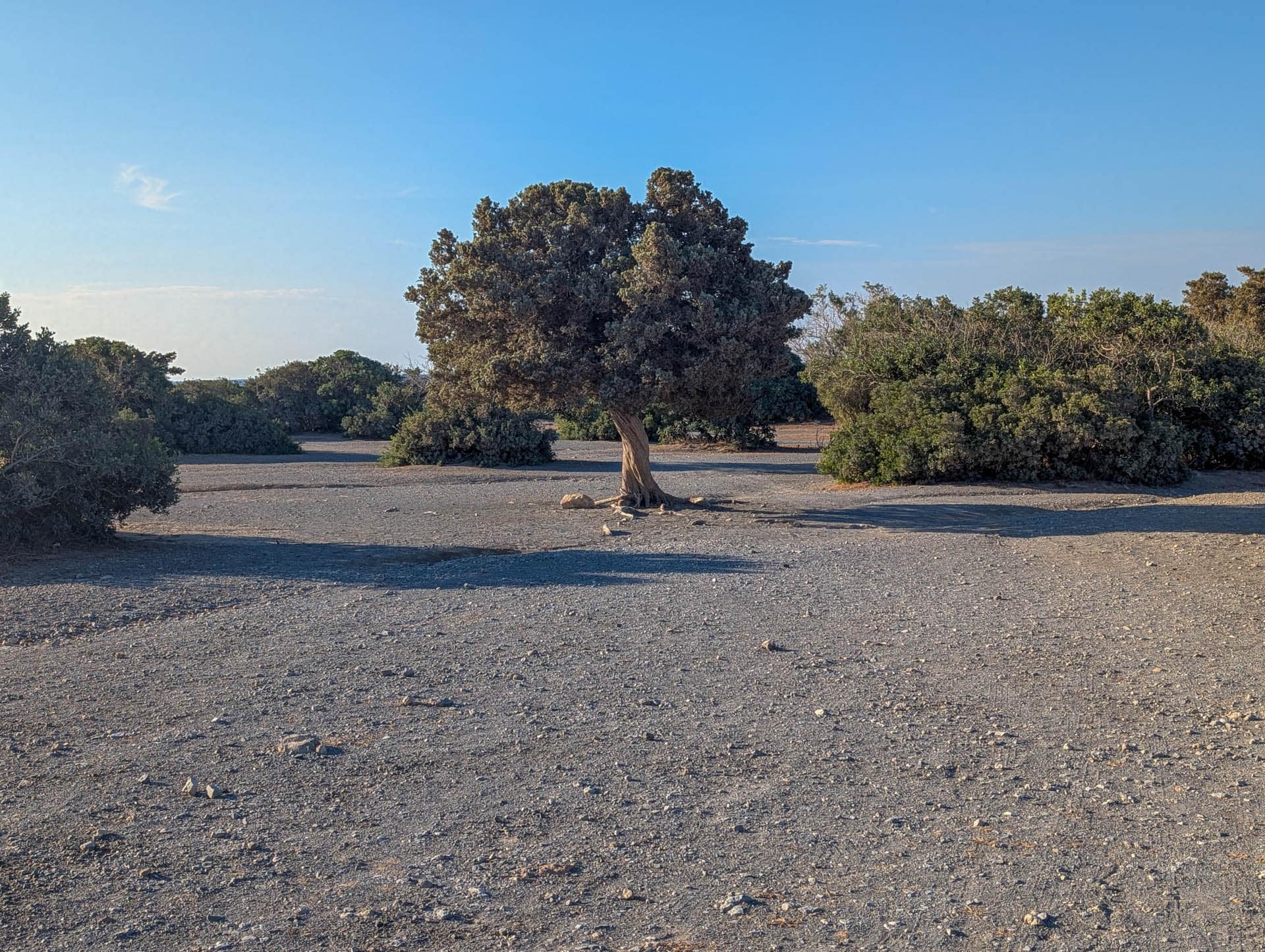 twisted tree