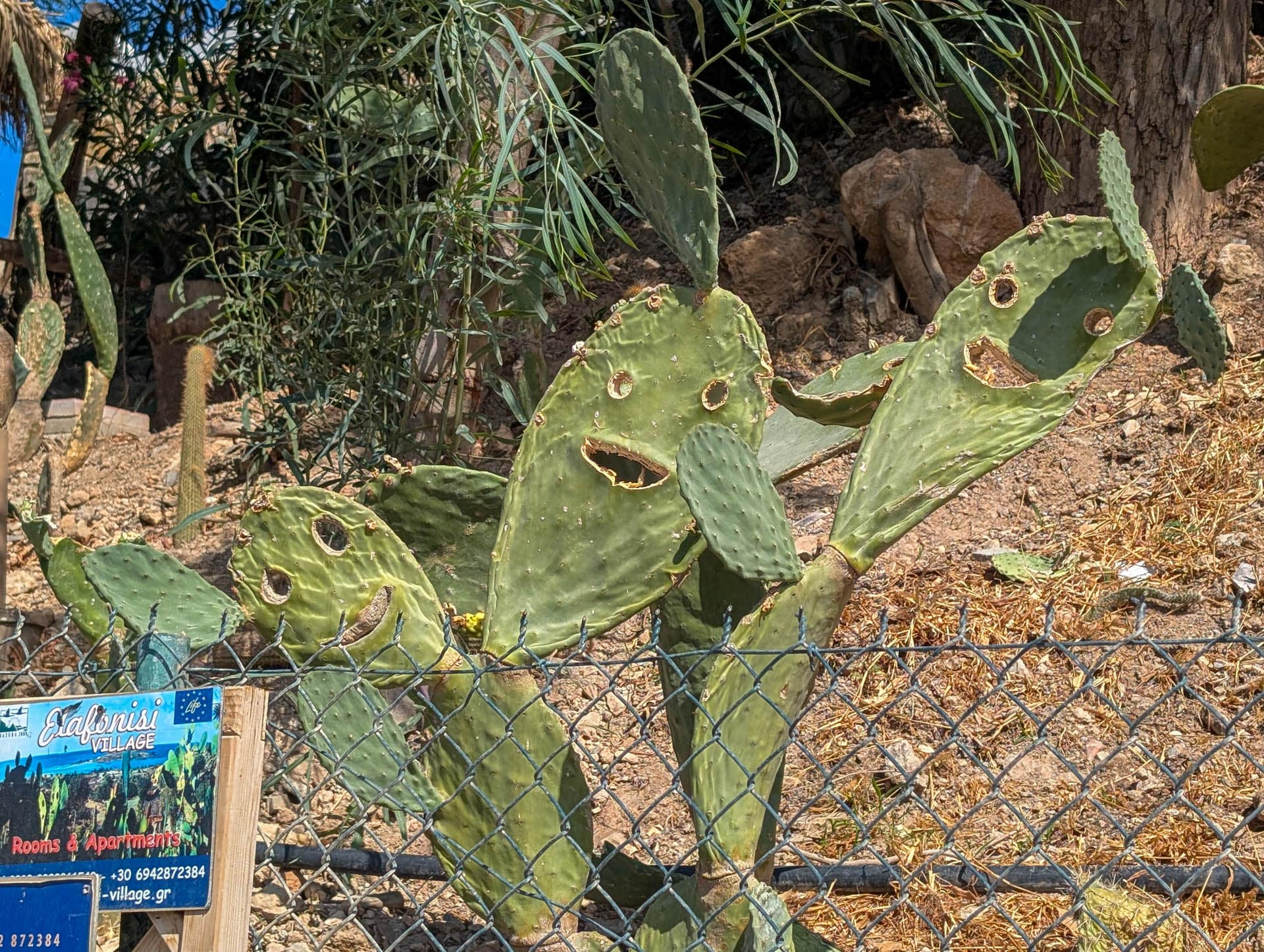 smiling cacti