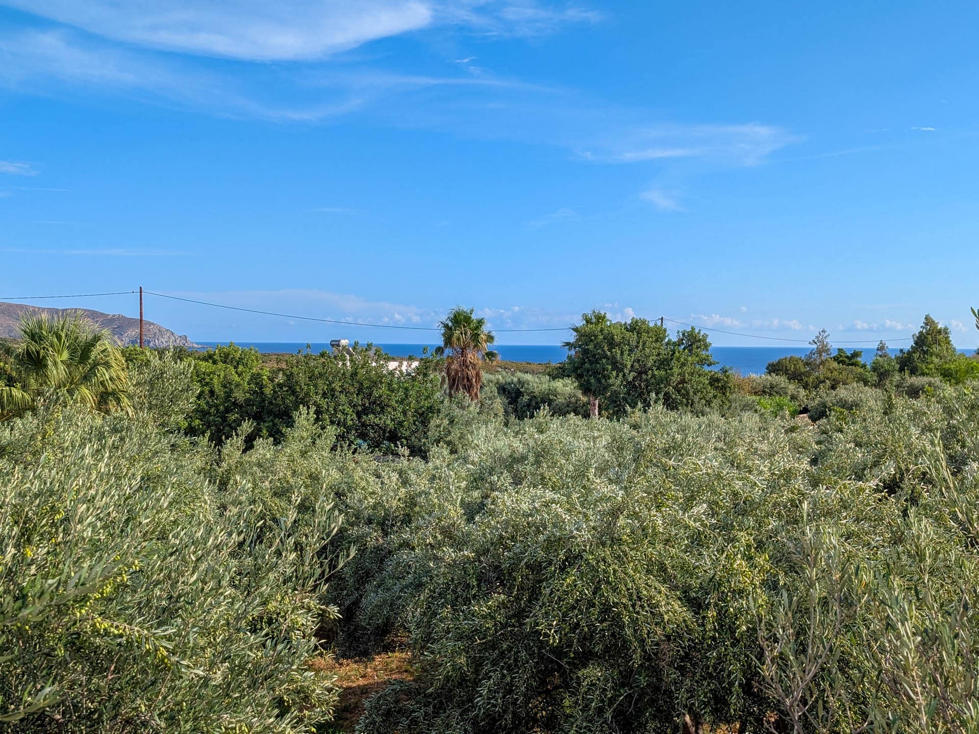 view from terrace of olive grove and water