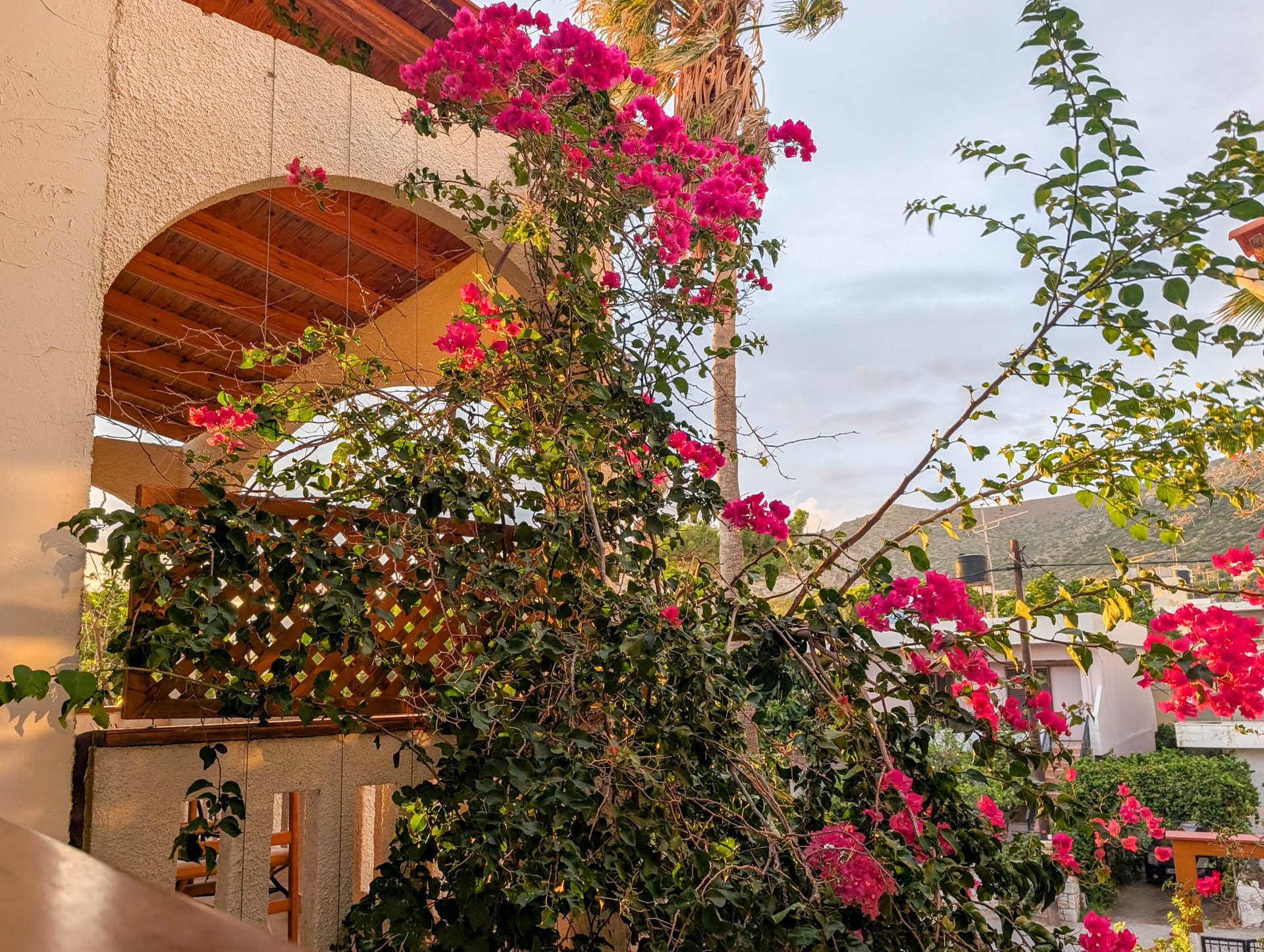 bougainvillea on trellis
