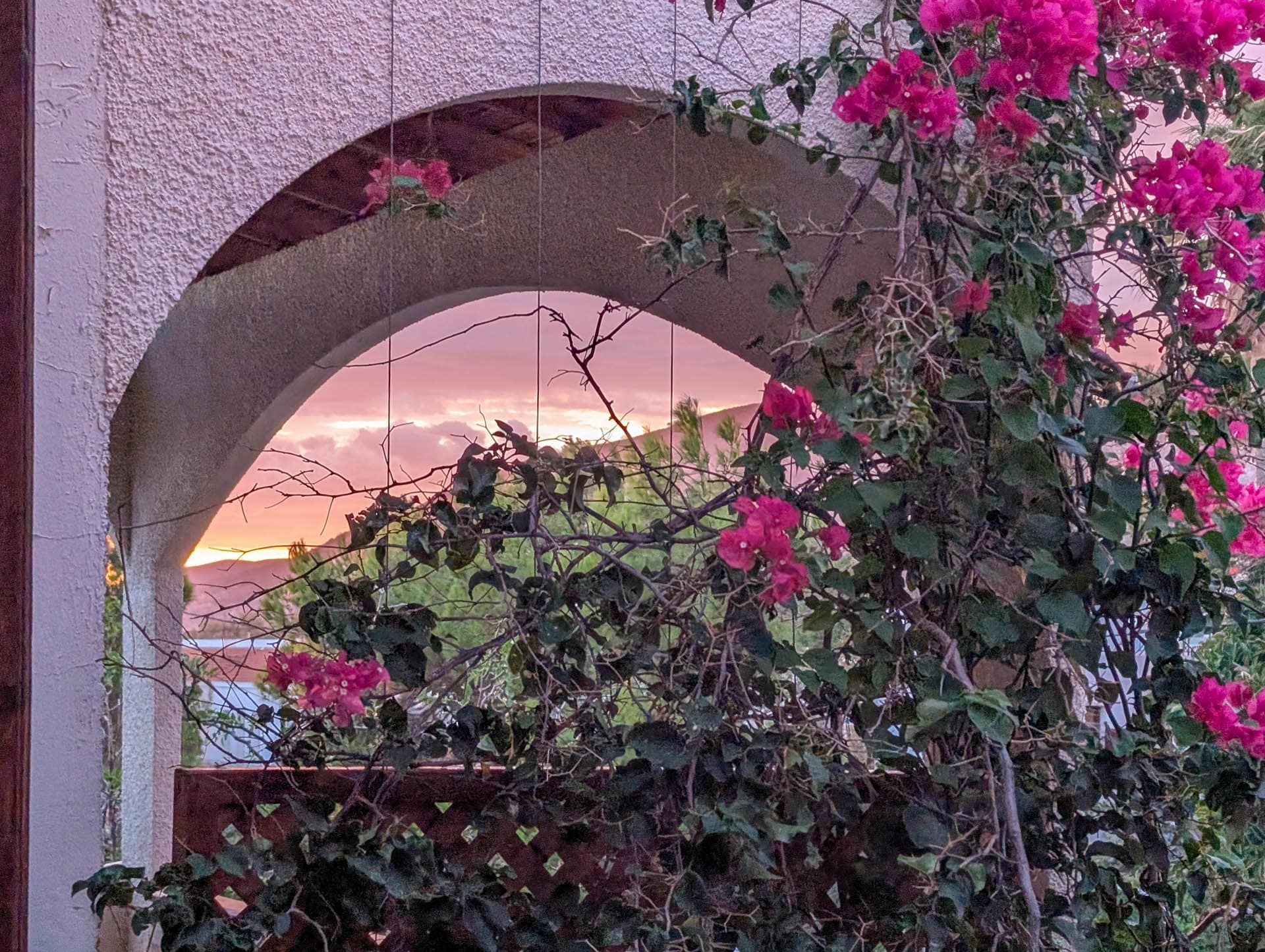 bougainvillea at sunset