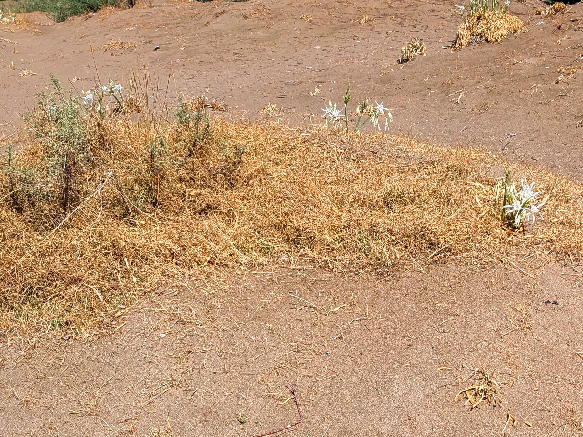 beach daffodils