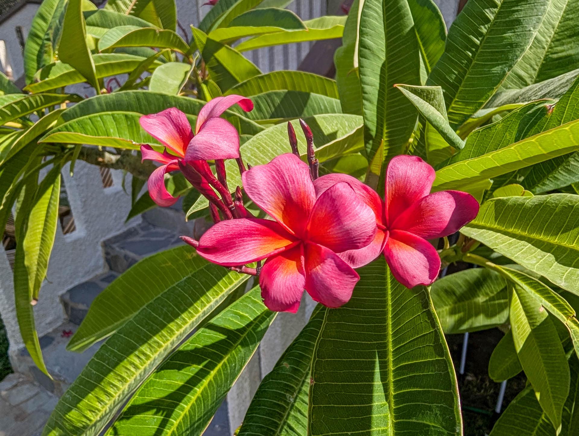 red plumeria