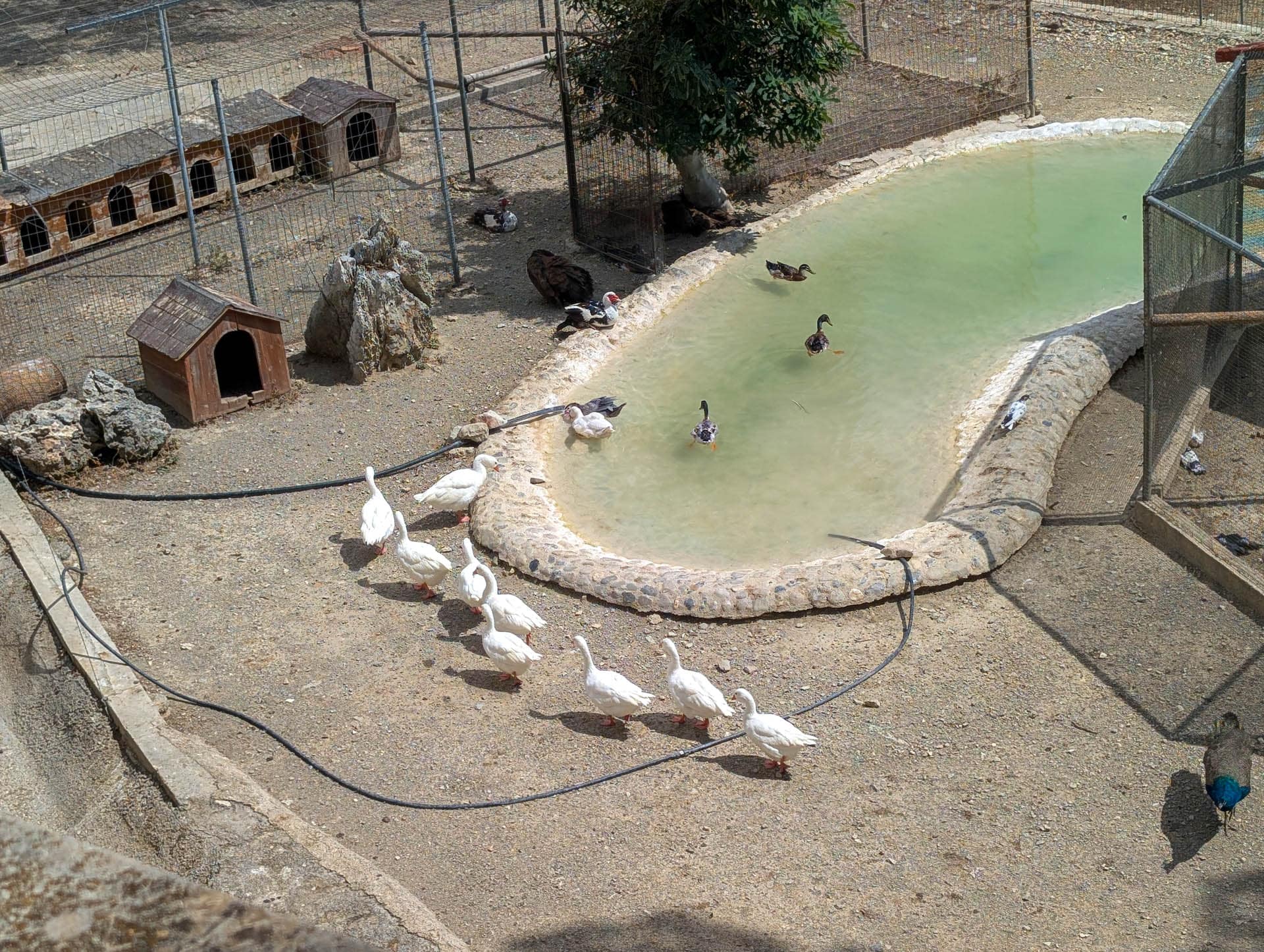 waterfowl in manmade pond