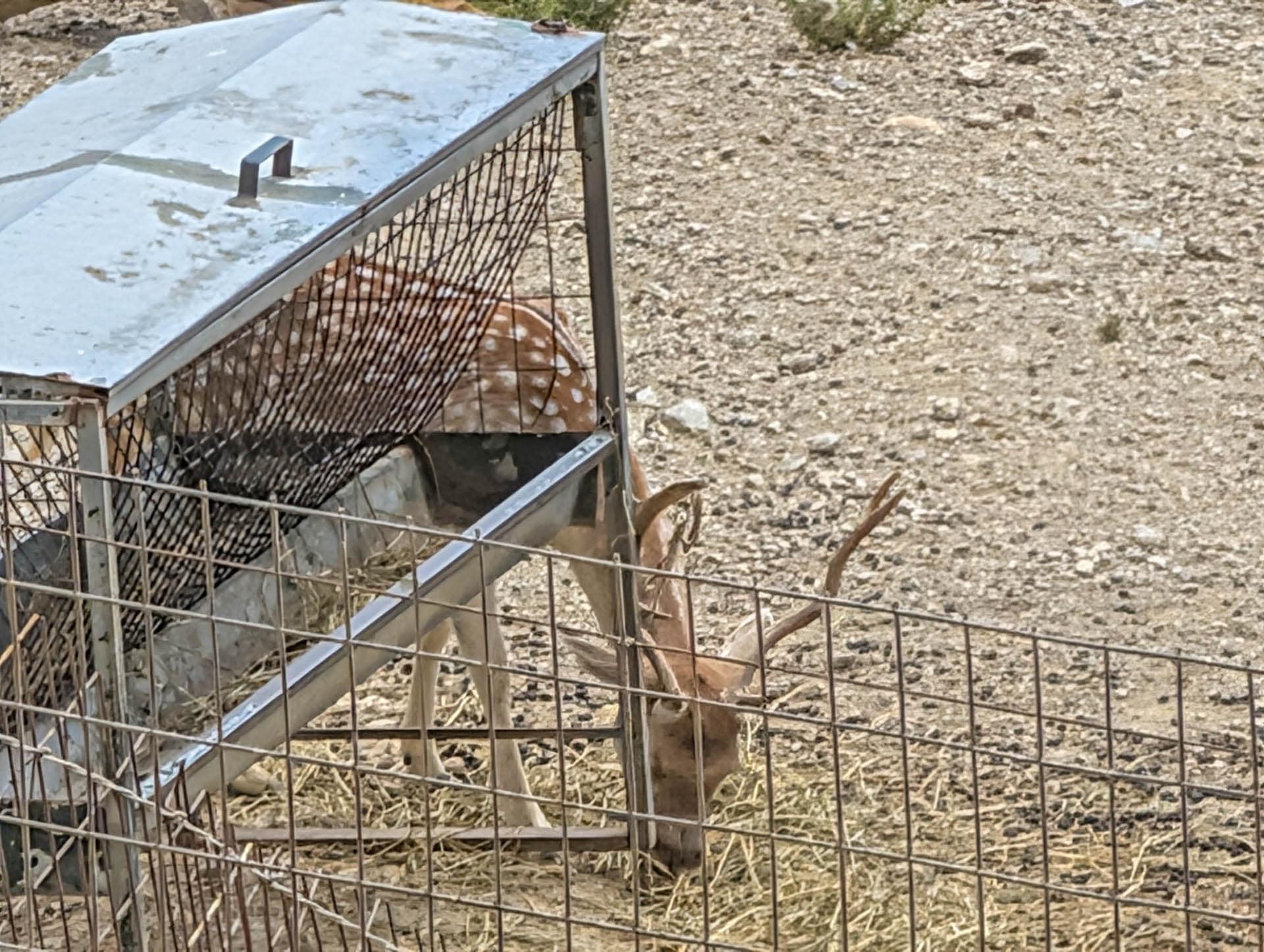 spotted deer with horns