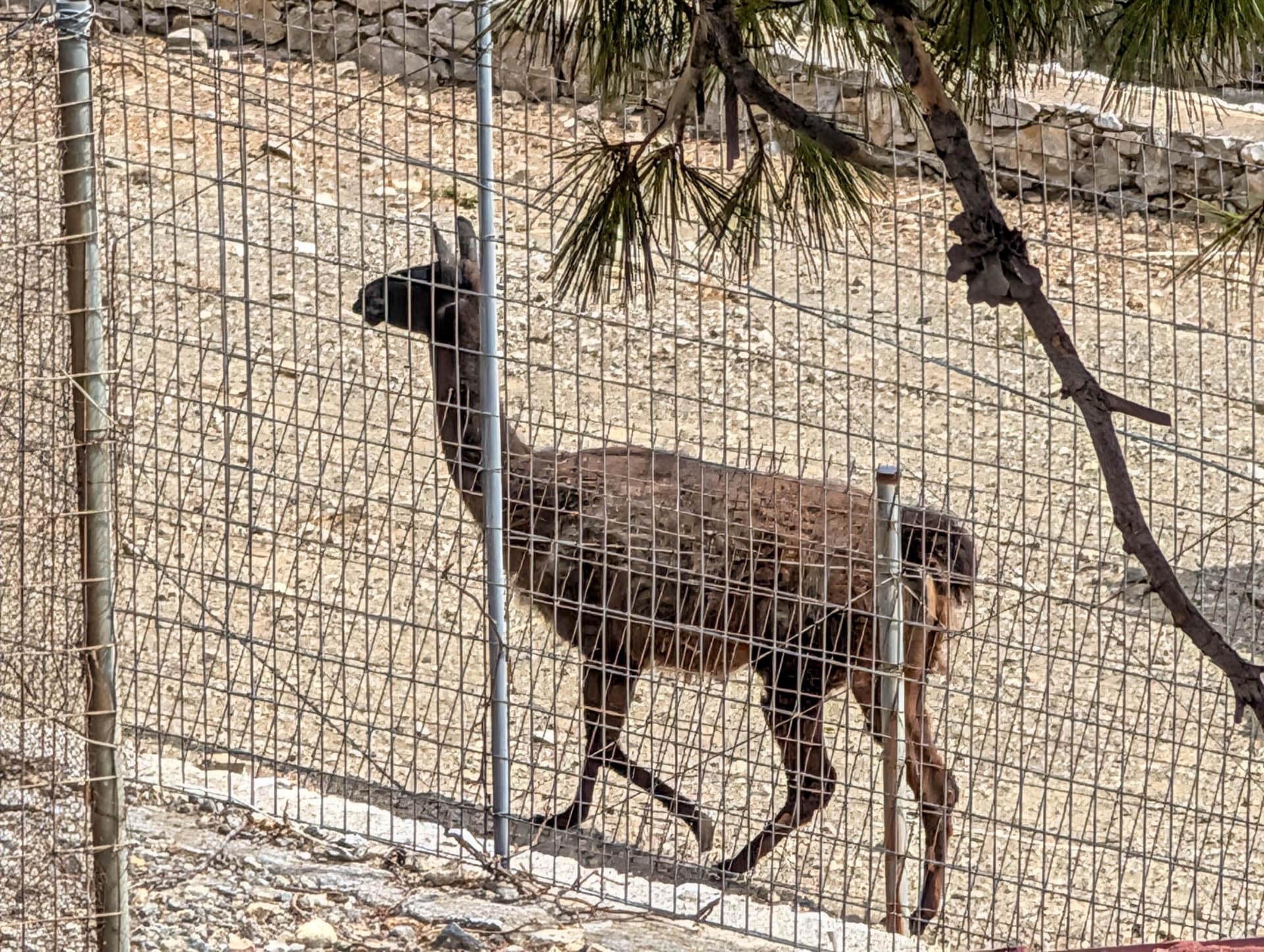 llama