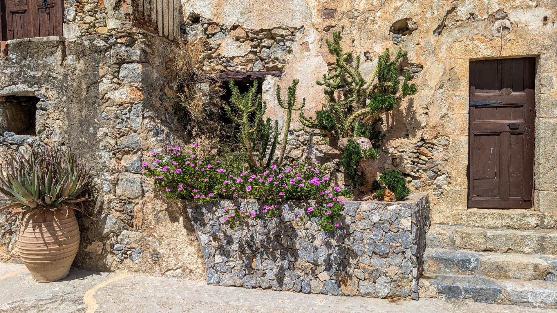 cactus against wall