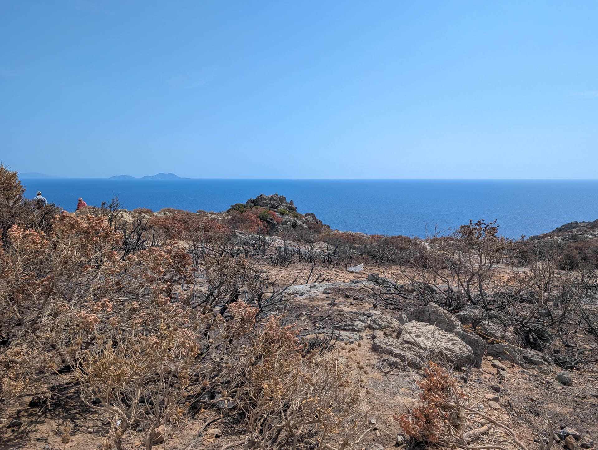burned vegetation