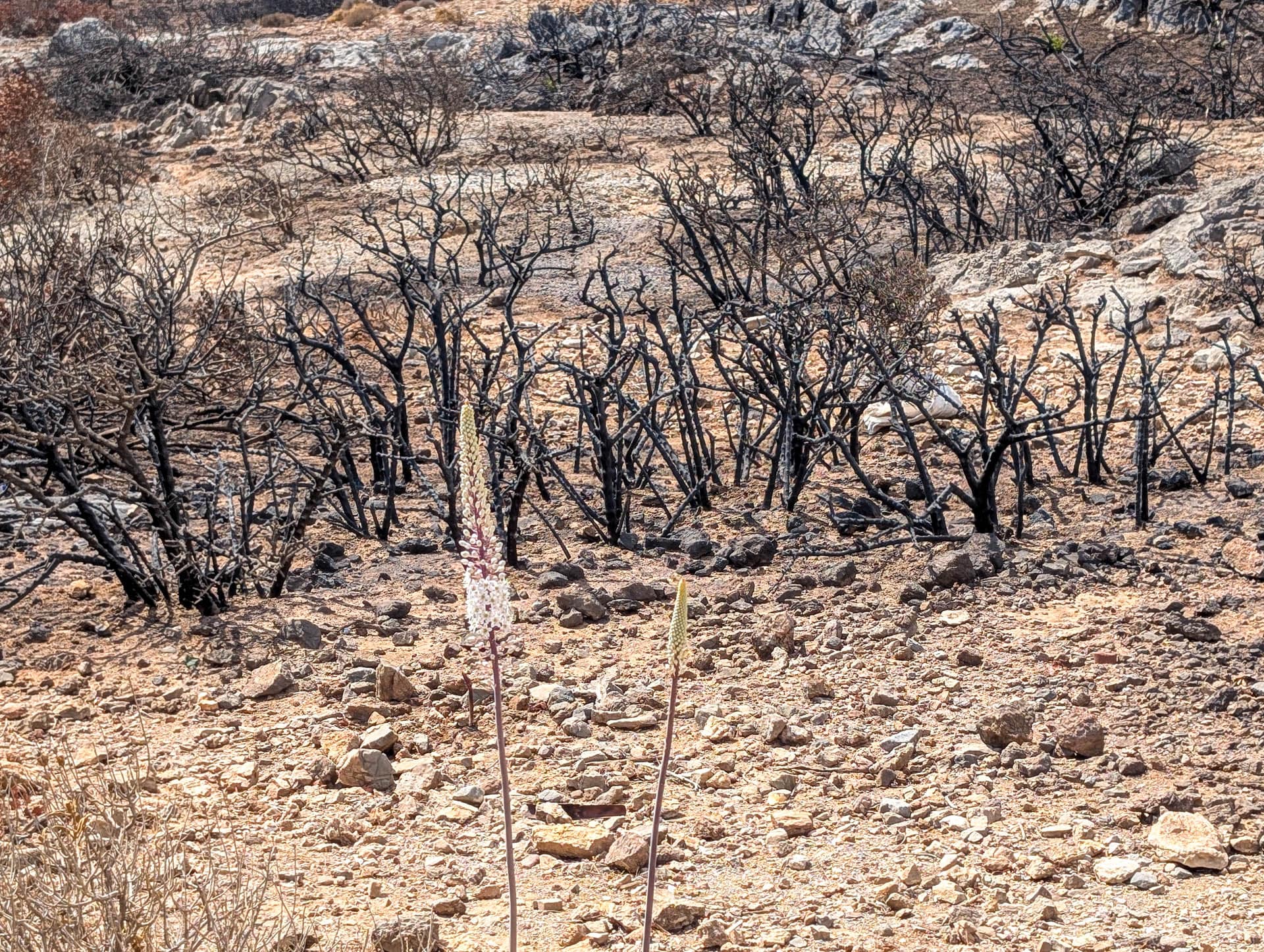 burned vegetation and flower stem