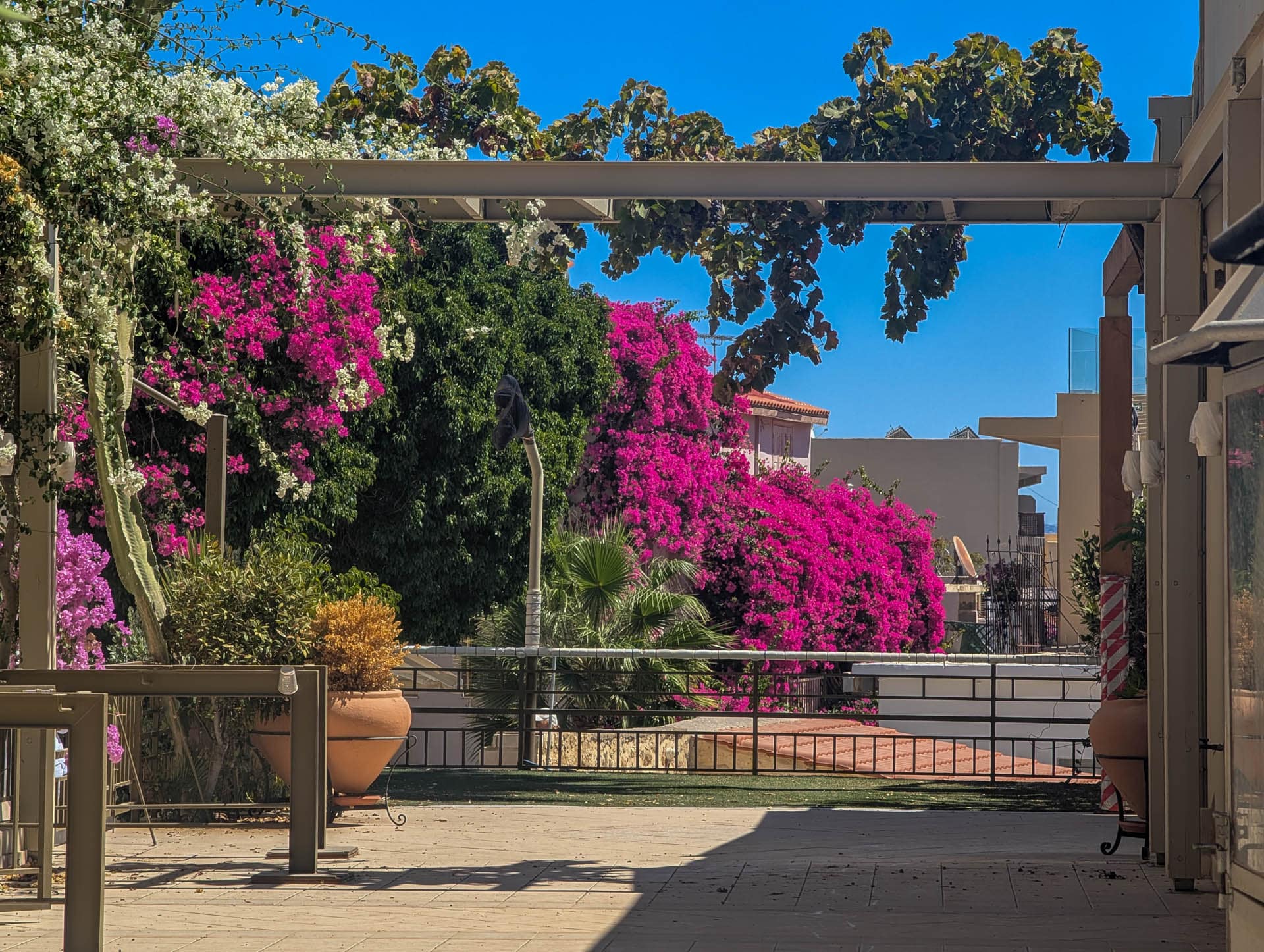 bougainvillea