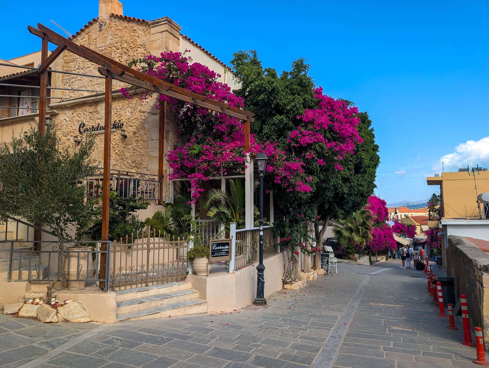 bougainvillea