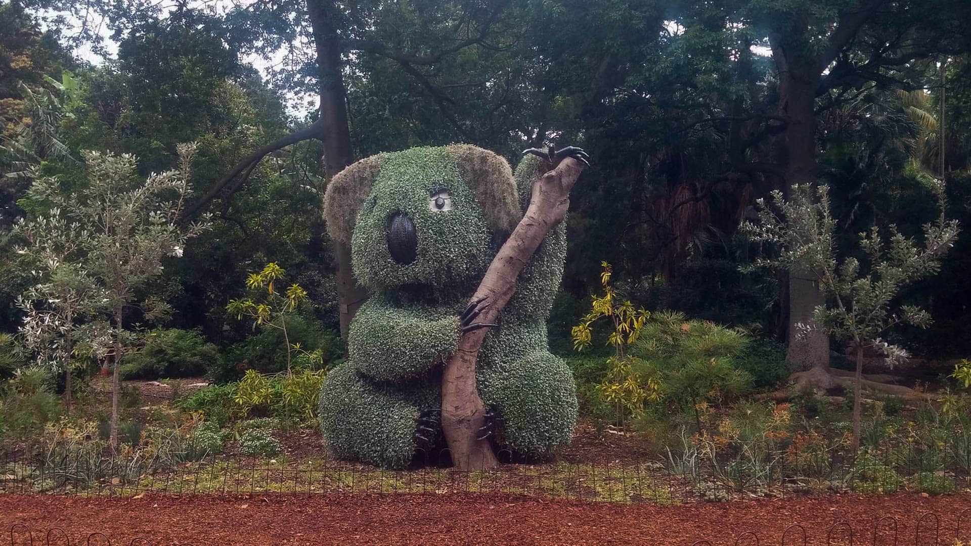 koala topiary