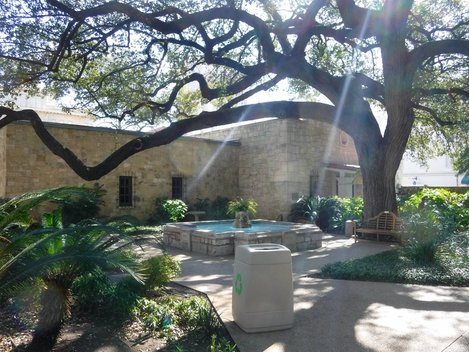 large live oak in courtyard