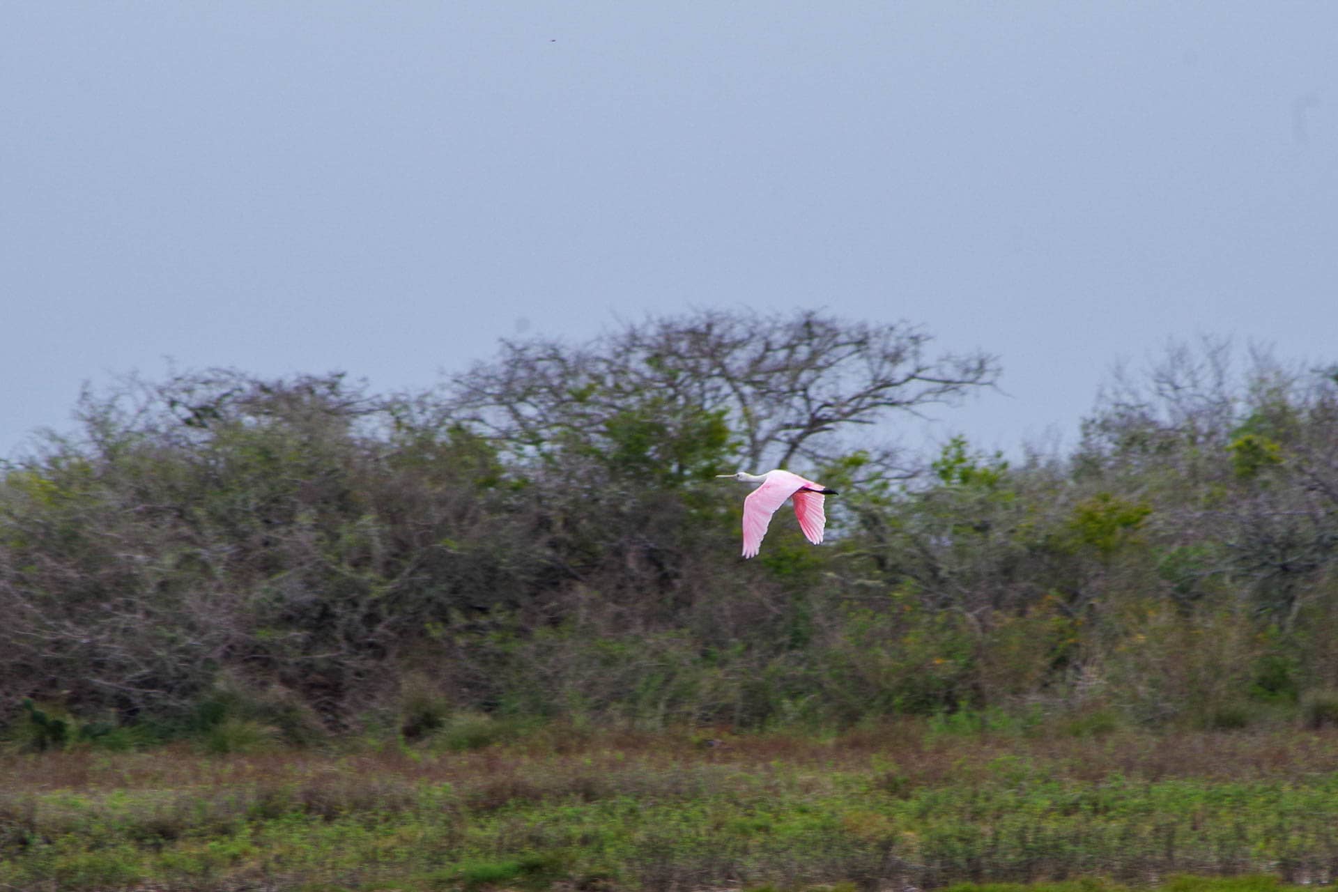 roseate spoonbill flying