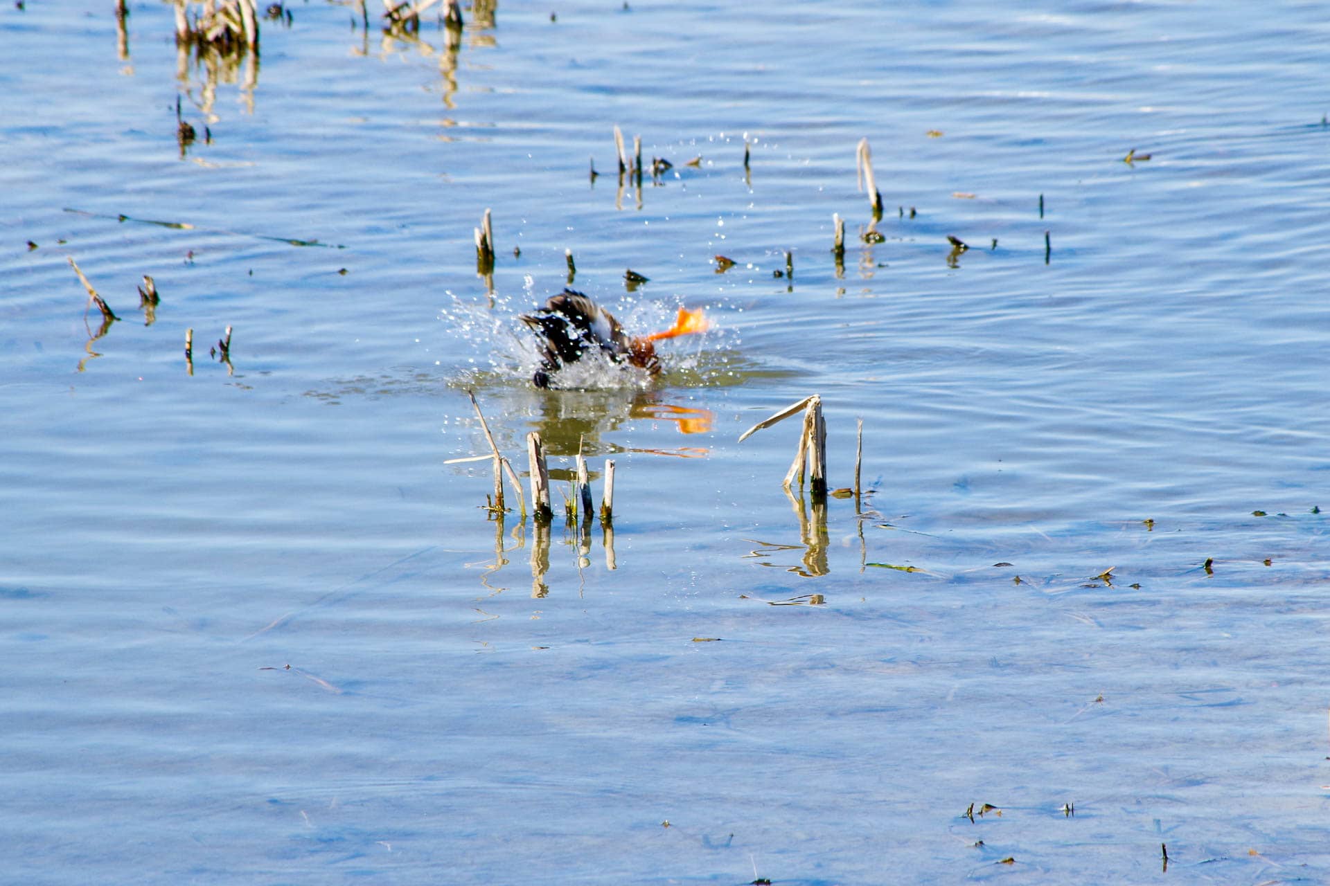 duck ducking