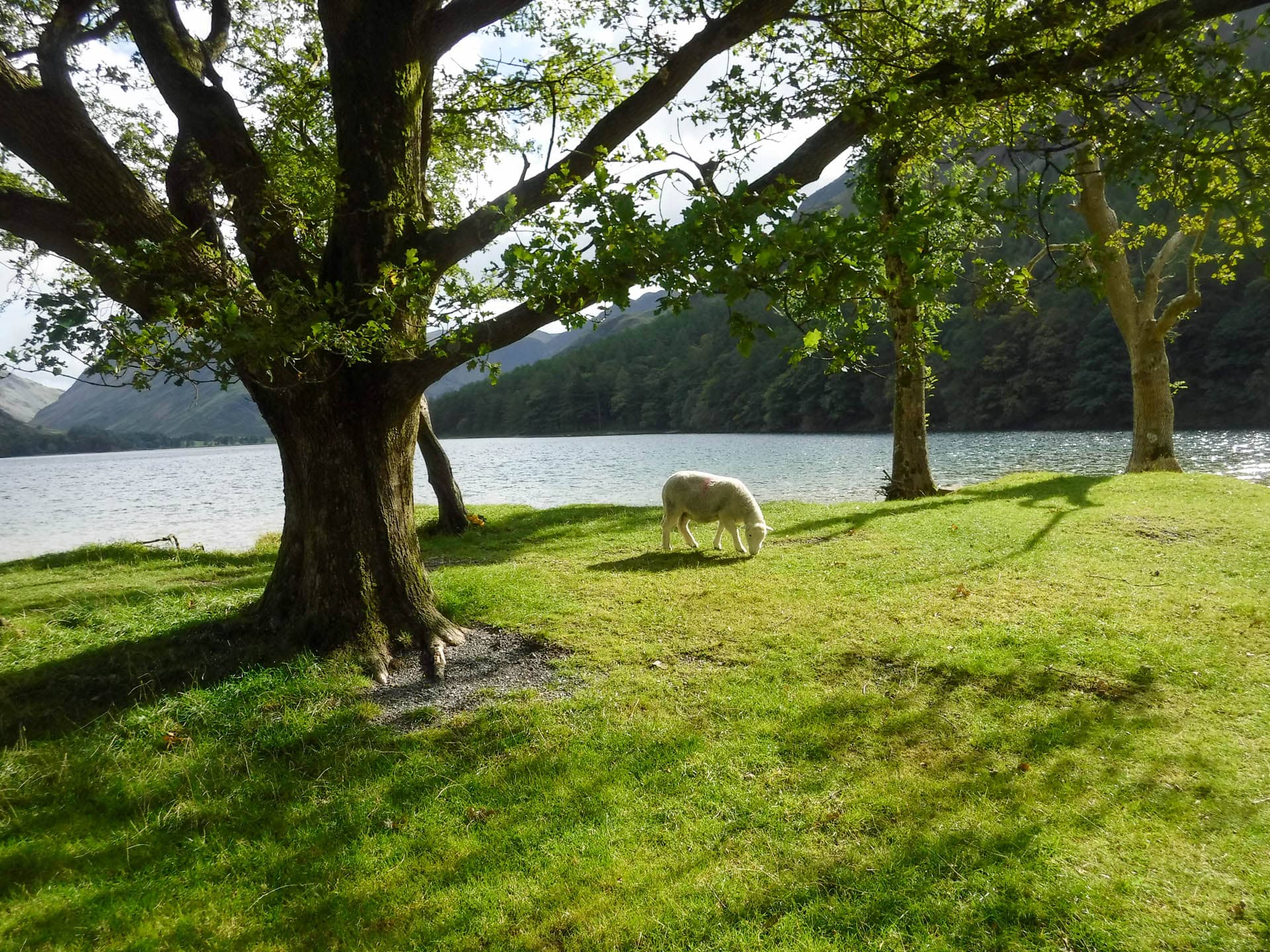 sheep near lake