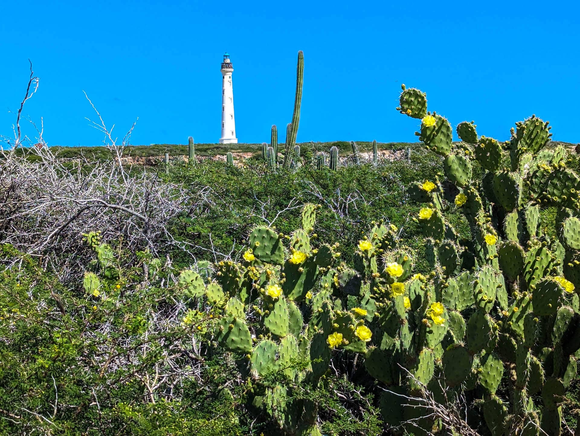California lighthouse and cactus