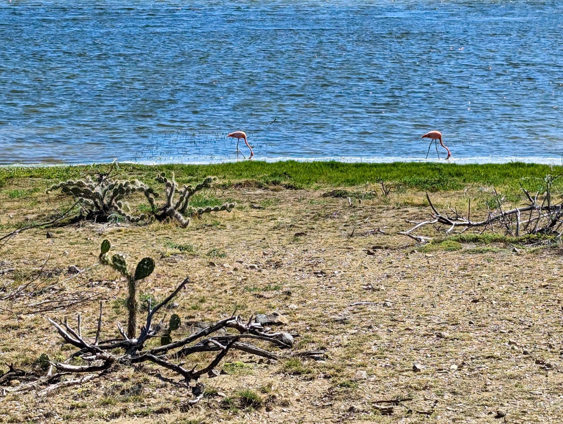 flamingos near shore