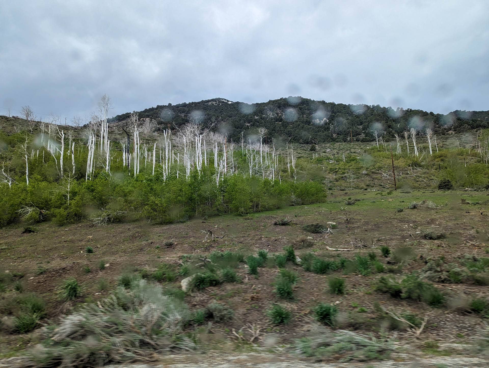 white trees in rain